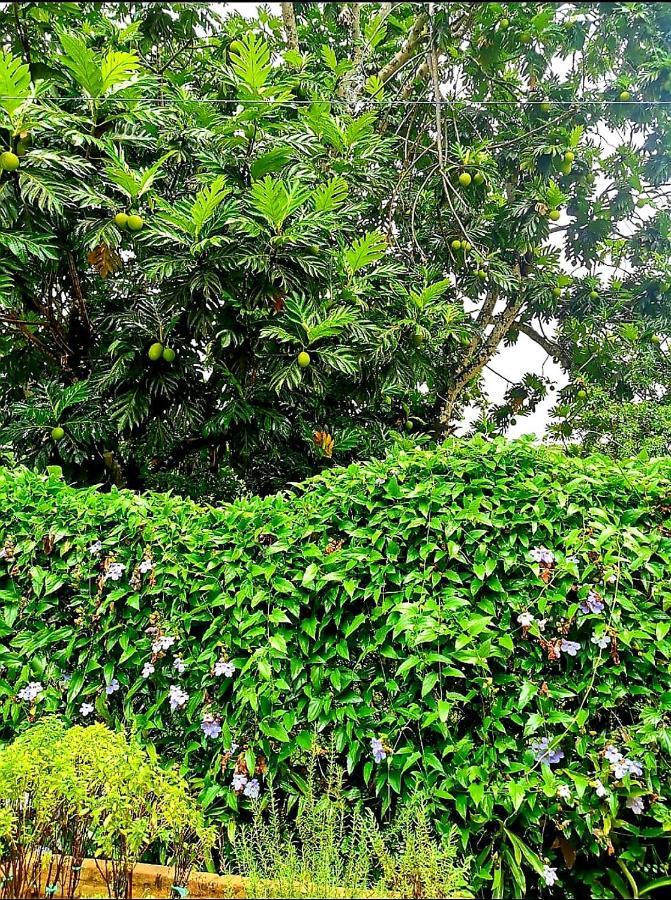 Domingos Martins A Sua Casa Nas Margens Do Rio Villa Eksteriør bilde